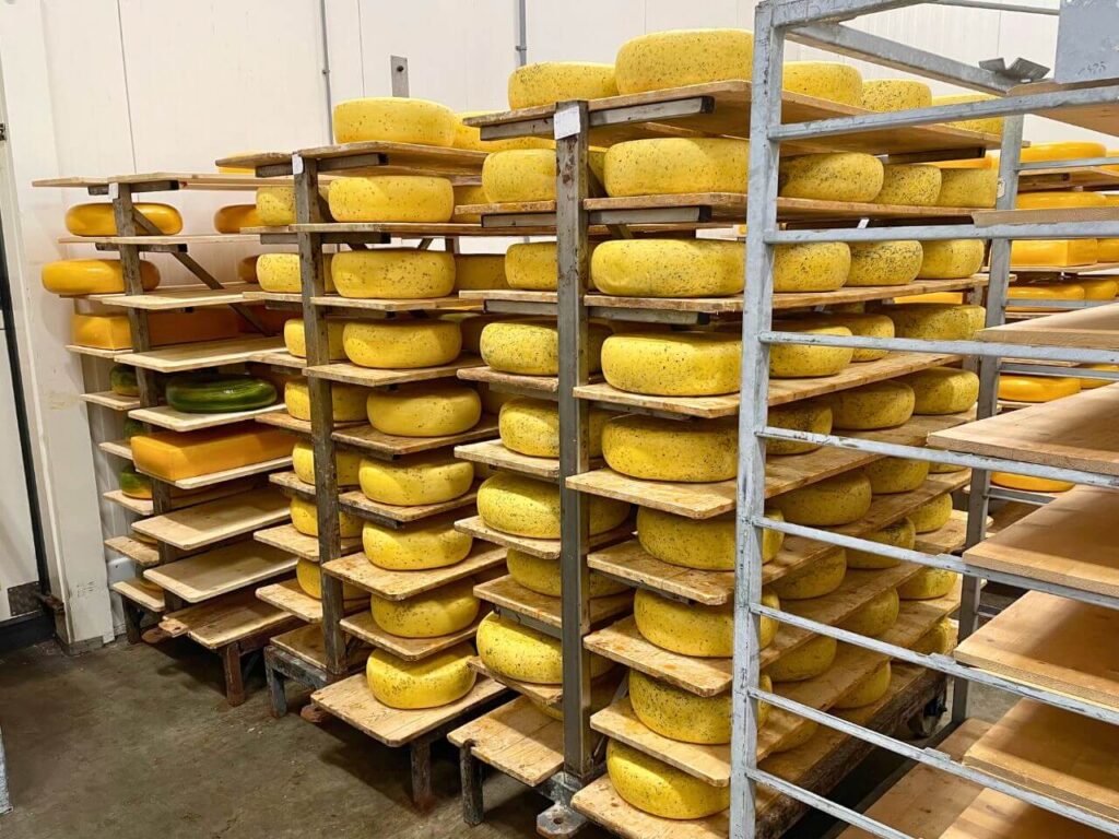 Dutch cheese making